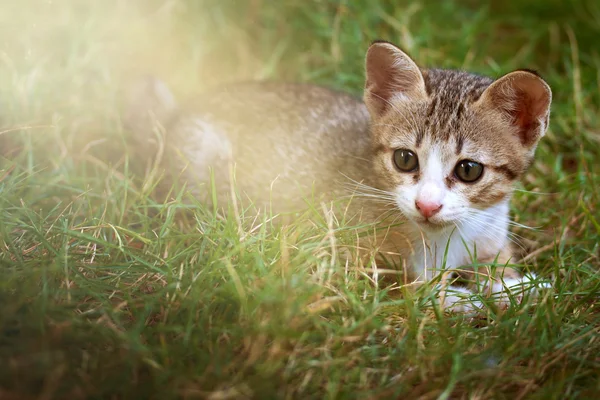 Gato bonito na luz do sol na grama — Fotografia de Stock