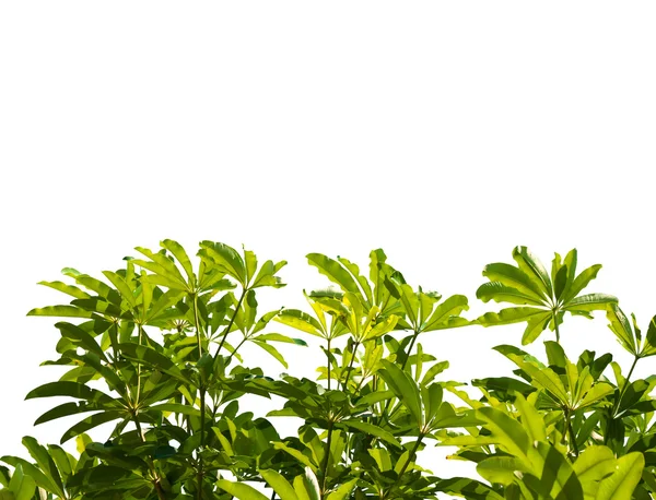 Grüne Blätter isoliert auf weißem Hintergrund — Stockfoto