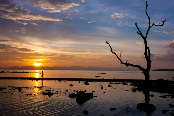 Árvore silhueta com céu colorido ao pôr do sol . — Fotografia de Stock