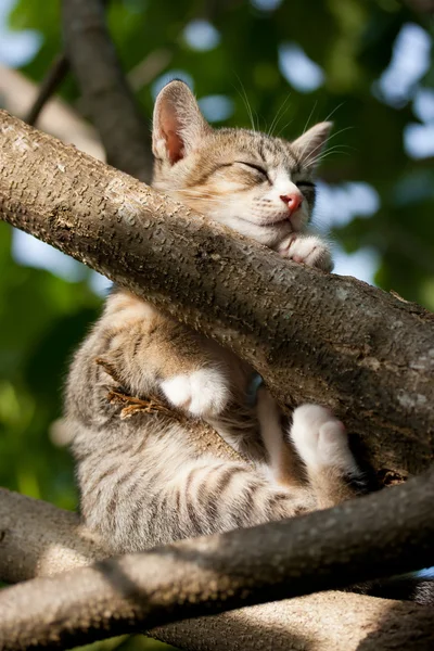 木の上で眠っている猫 — ストック写真