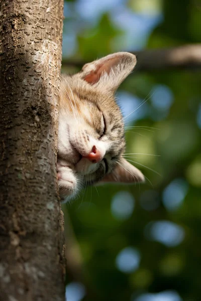 木の上で眠っている猫 — ストック写真