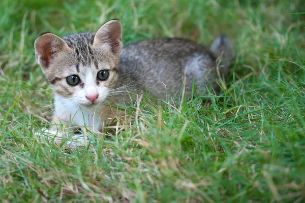 かわいい小さな猫が芝生で遊んで — ストック写真