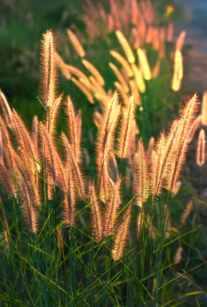狼尾草花在温暖日落 — 图库照片