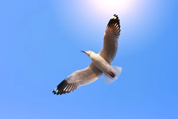 Fliegende Vögel am blauen Himmel — Stockfoto