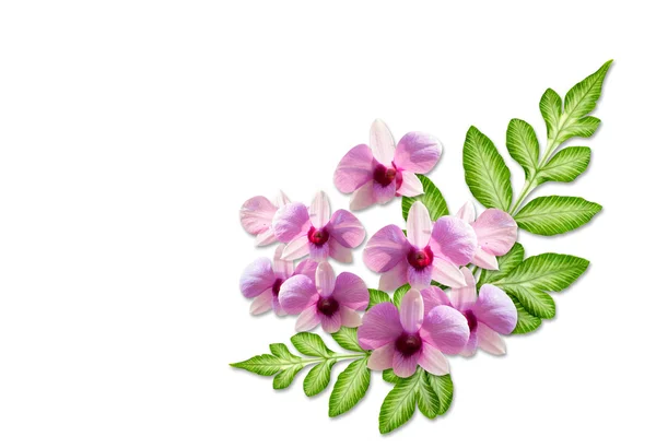 분홍색 난초 꽃과 흰색 바탕에 녹색 잎 — 스톡 사진
