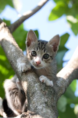 Ağaçtaki kedi