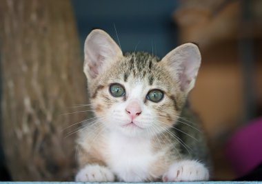 Sevimli kedi ya da yavru kedi