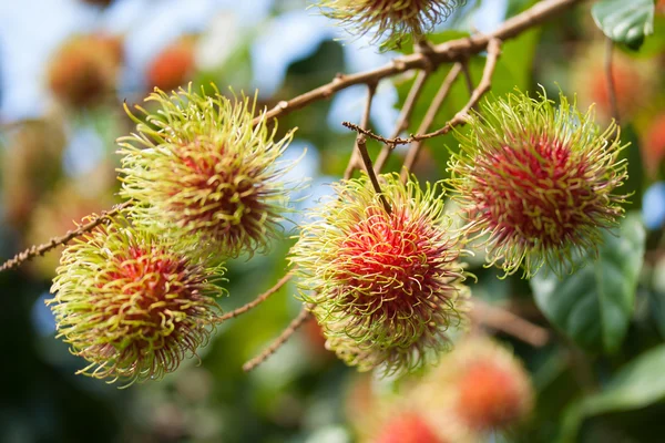 Rambutan — Fotografia de Stock