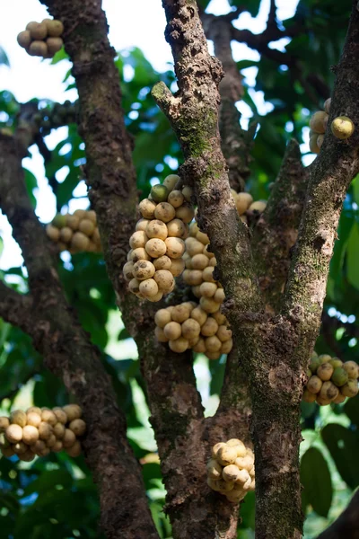 Wollongong delicius fruit on tree — Stock Photo, Image