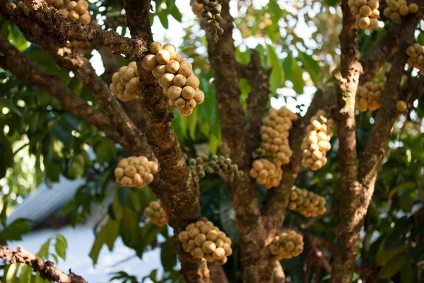 Wollongong delicius fruit on tree — Stock Photo, Image