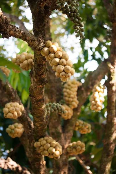 Wollongong delicius fruit on tree — Stock Photo, Image