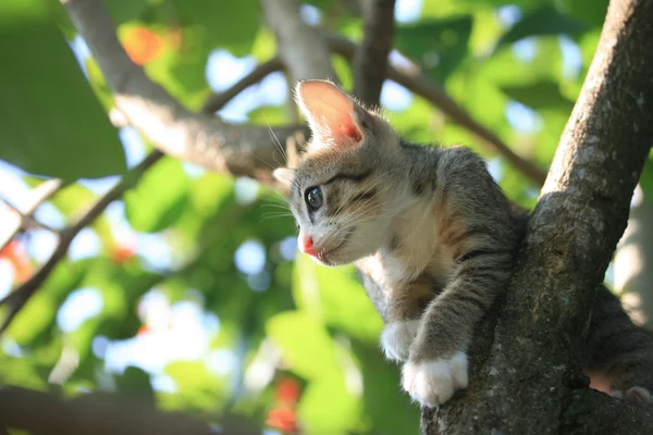 Gato na árvore — Fotografia de Stock