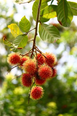 Rambutan meyve