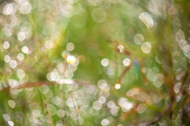 doğa arka plan bulanıklık