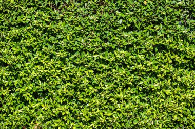 yaprakları duvar arka plan