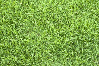 yeşil çim dokusu