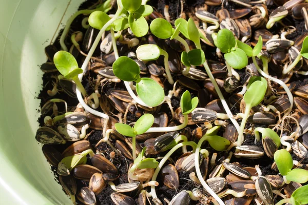 Brotos de girassol germinando no solo — Fotografia de Stock