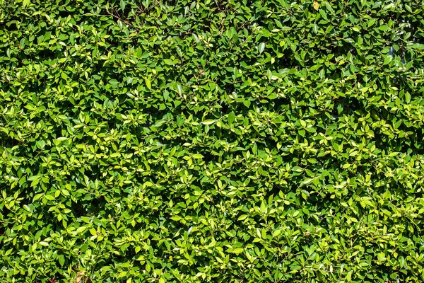 yaprakları duvar arka plan