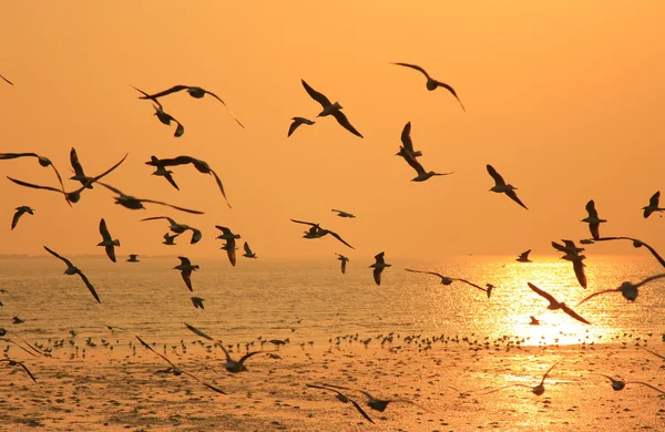 Fliegende Vögel gegen den orangen Sonnenuntergang. — Stockfoto