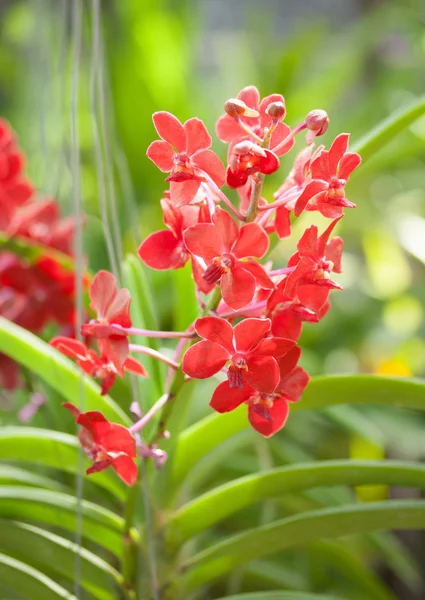 Flores de orquídea —  Fotos de Stock