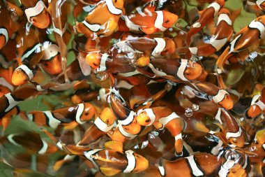 Anemone balıklar, palyaço balığı, nemo