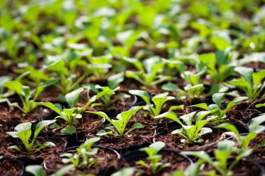 Seradaki genç bitkiler