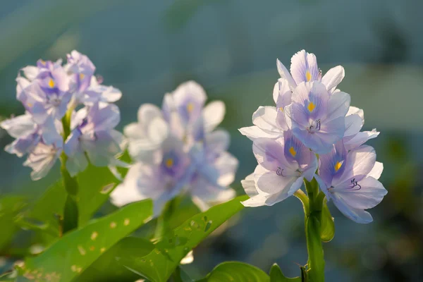 Вода hyacinth — стокове фото