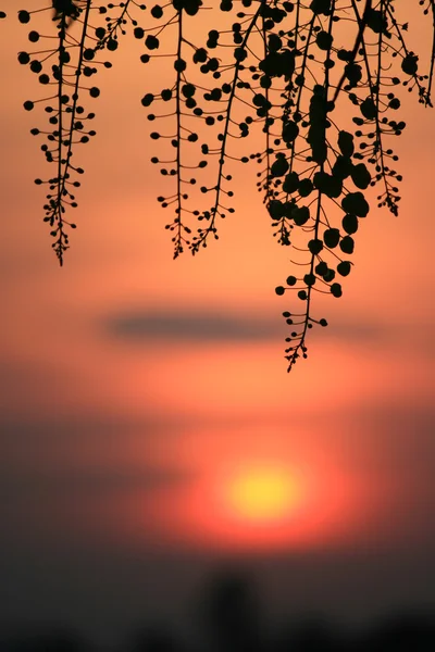 Blommor silhouette sunset — Stockfoto