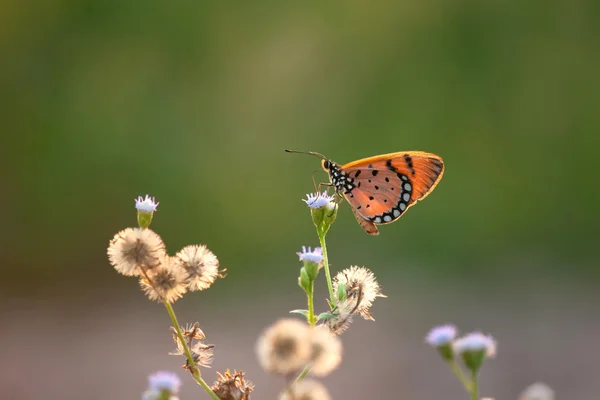 Butterfly feeding on cosmos flower — Stock Photo, Image