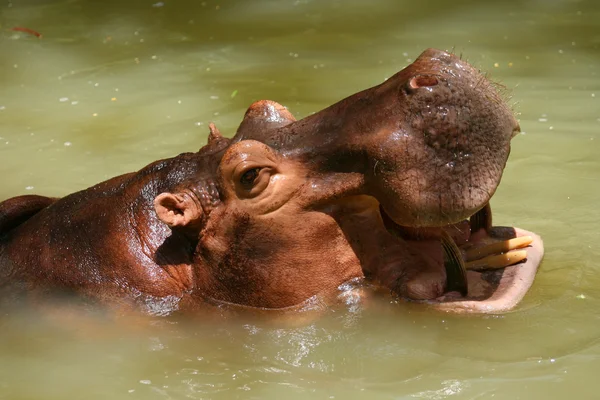 Nilpferd — Stockfoto