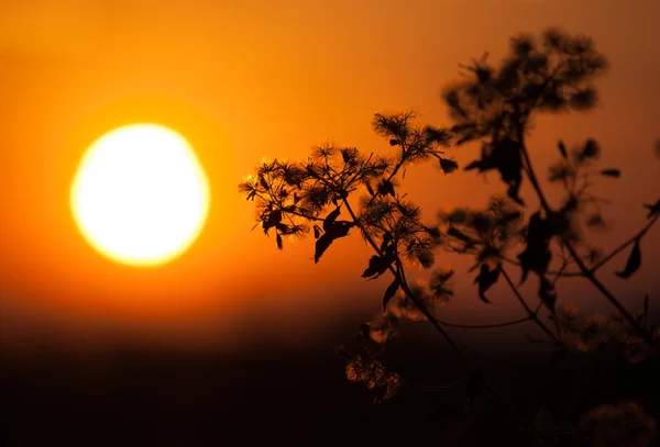 Blomma i solnedgången — Stockfoto