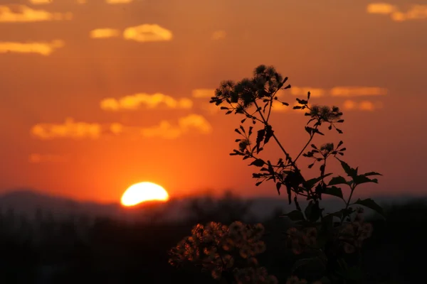 Blume im Sonnenuntergang — Stockfoto