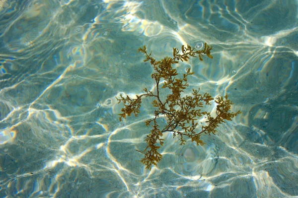 Algas no mar — Fotografia de Stock