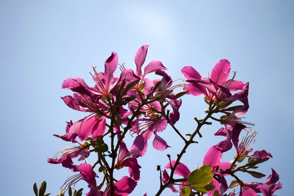 Árvore da borboleta, árvore da orquídea, Bauhinia roxa — Fotografia de Stock
