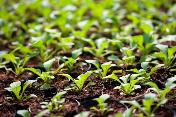 Seradaki genç bitkiler