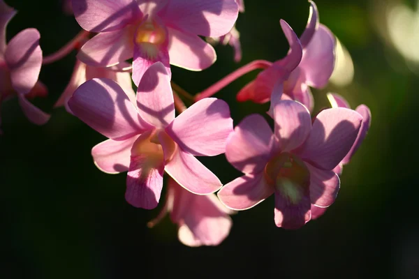 Orquídea cultivada rosa —  Fotos de Stock
