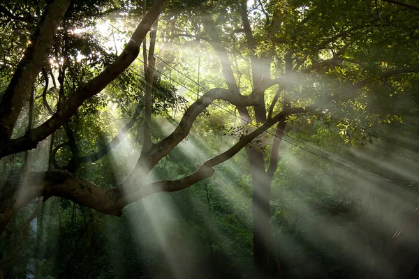 Raio de sol da árvore — Fotografia de Stock