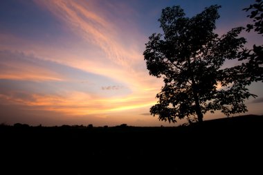 ağaç Sunset