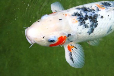 Japon bahçe su birikintisi içinde yüzmeye carps kullanılan renkler.