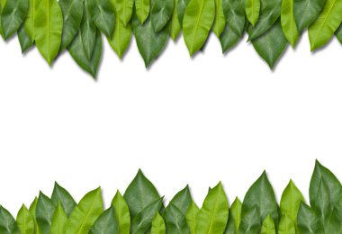 yeşil yaprak çerçeve