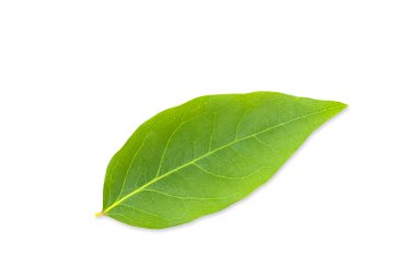 beyaz arkaplanda yeşil yapraklar izole