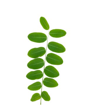 beyaz arkaplanda yeşil yapraklar izole