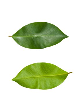 beyaz arkaplanda yeşil yapraklar izole