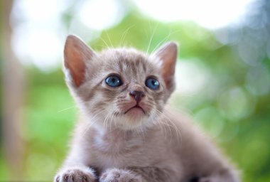 kedi kedi yavrusu doğa arka plan üzerinde