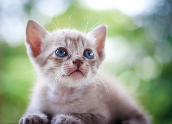 かわいい猫子猫 — ストック写真