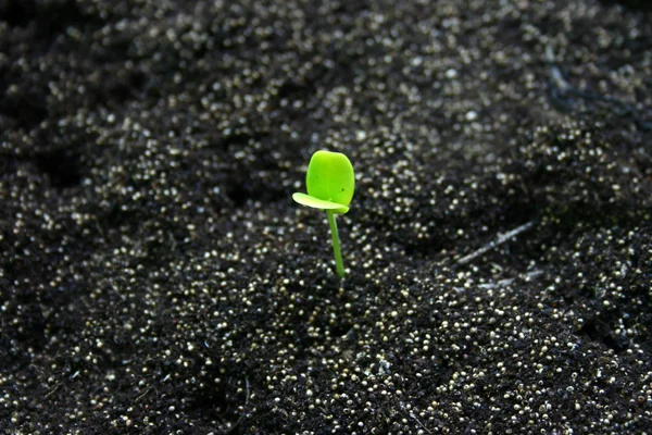 Pequena planta no solo — Fotografia de Stock