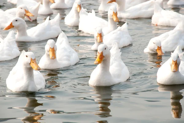 Белые утки — стоковое фото