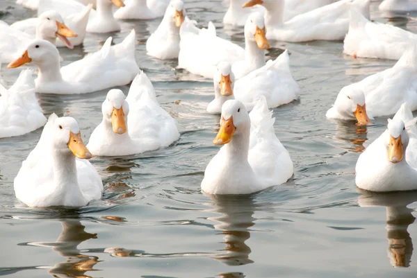 Witte eenden — Stockfoto