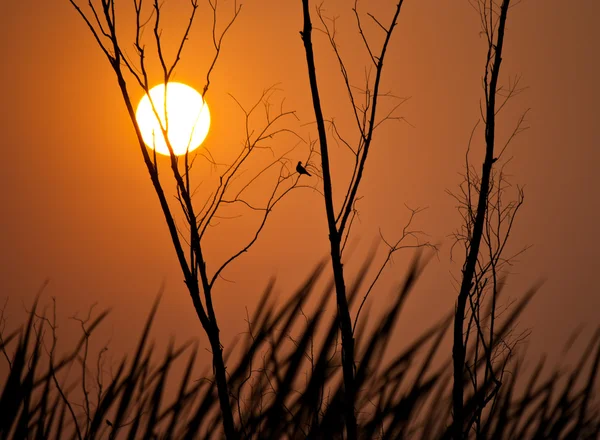 Tree fågel och solnedgång — Stockfoto