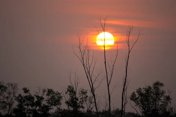 Silhouettenbaum und Sonnenuntergang — Stockfoto